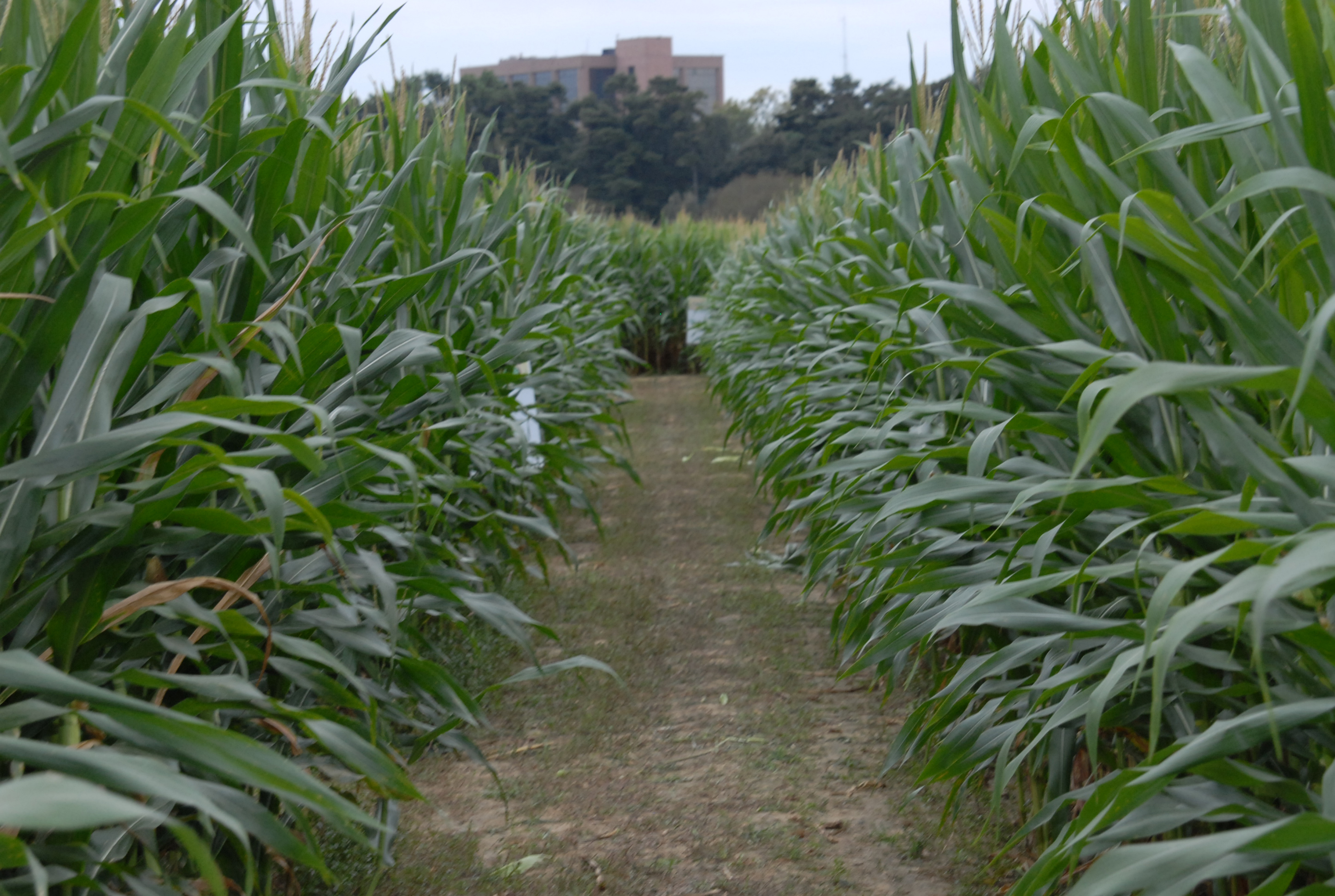 Corn maze set for October Saturdays at Botanic Gardens at Burden 